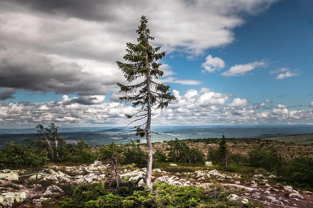 В Швеции под тяжестью снега обломилось самое старое дерево Европы - ФОТО
